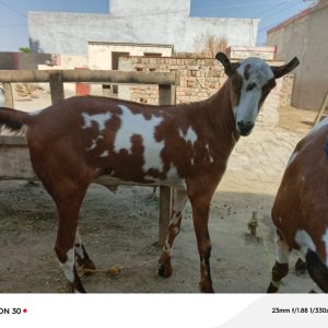 Bakra