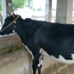 male cow (copy)