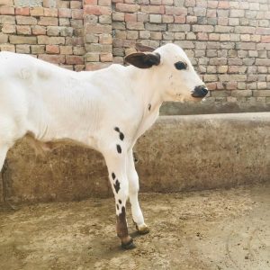 sahiwal wacha for qurbani (copy)