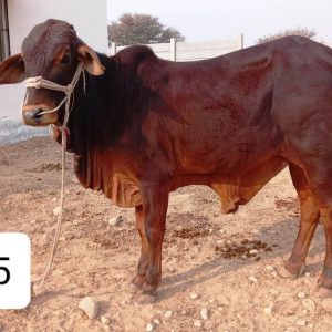 sahiwal wacha for qurbani