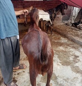Desi Brown Goat